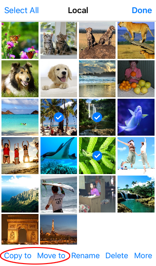 Selecting photos to copy or move in Photo Manager Pro